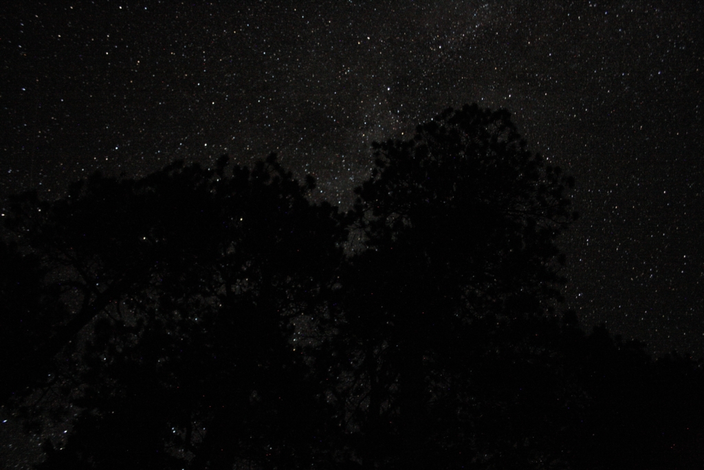 Stars, red pines and night sky