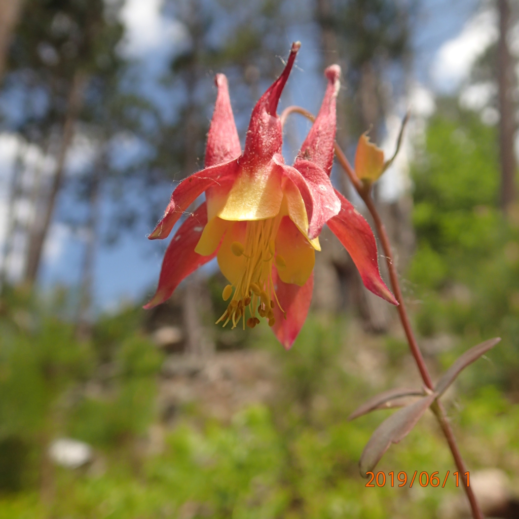 wild columbine flower
