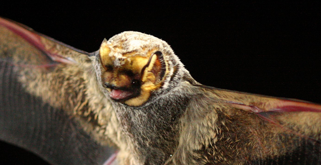 Hoary bat, Credit: J.N. Stuart CC BY-NC-ND 2.0