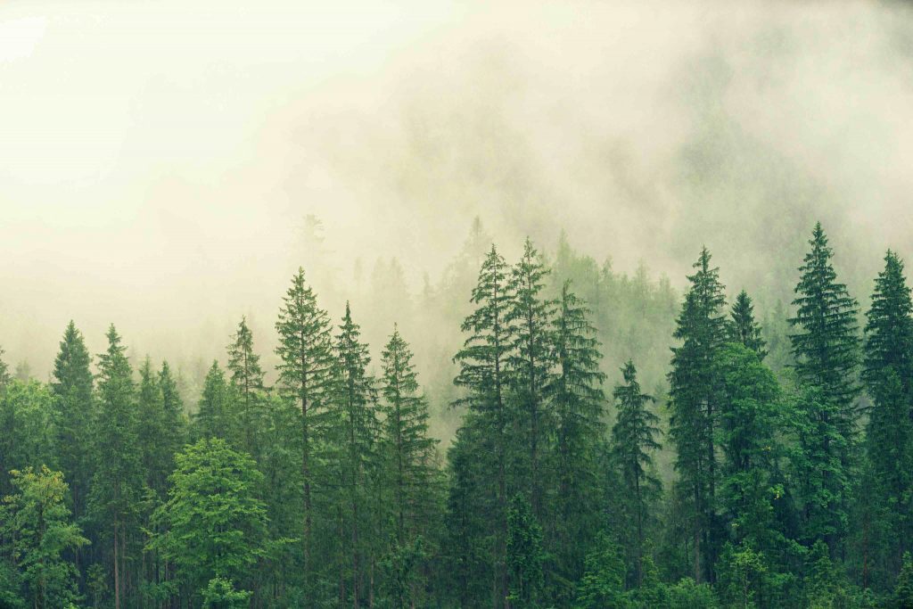 mist-forest