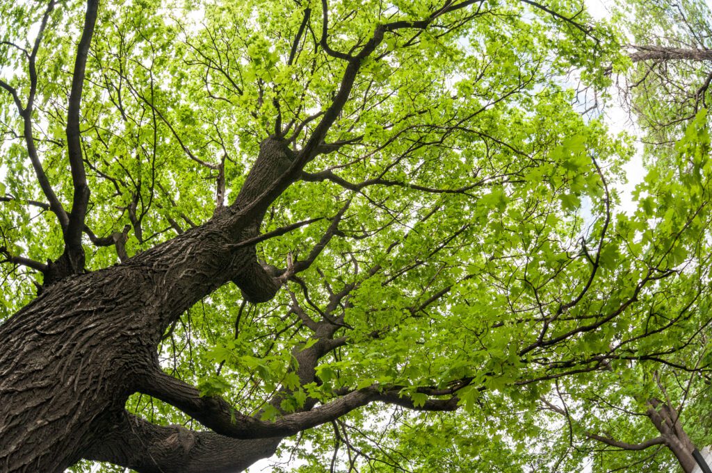 big old maple tree