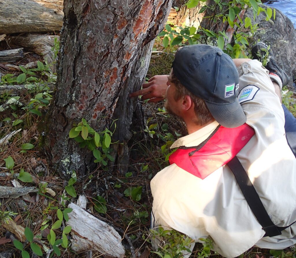 – Jared Walter Stachiw (QPP Assistant Biologist) counting the visible fire scars on an old red pine. Credit: Brian Jackson