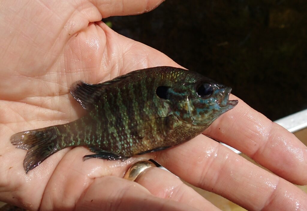 Bluegill sunfish