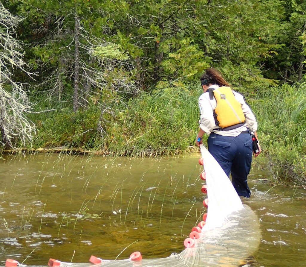 Cat Langille pulling a seine net to capture sunfish. 