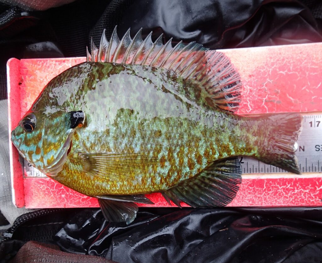 A pumpkinseed sunfish (Lepomis gibbosus).