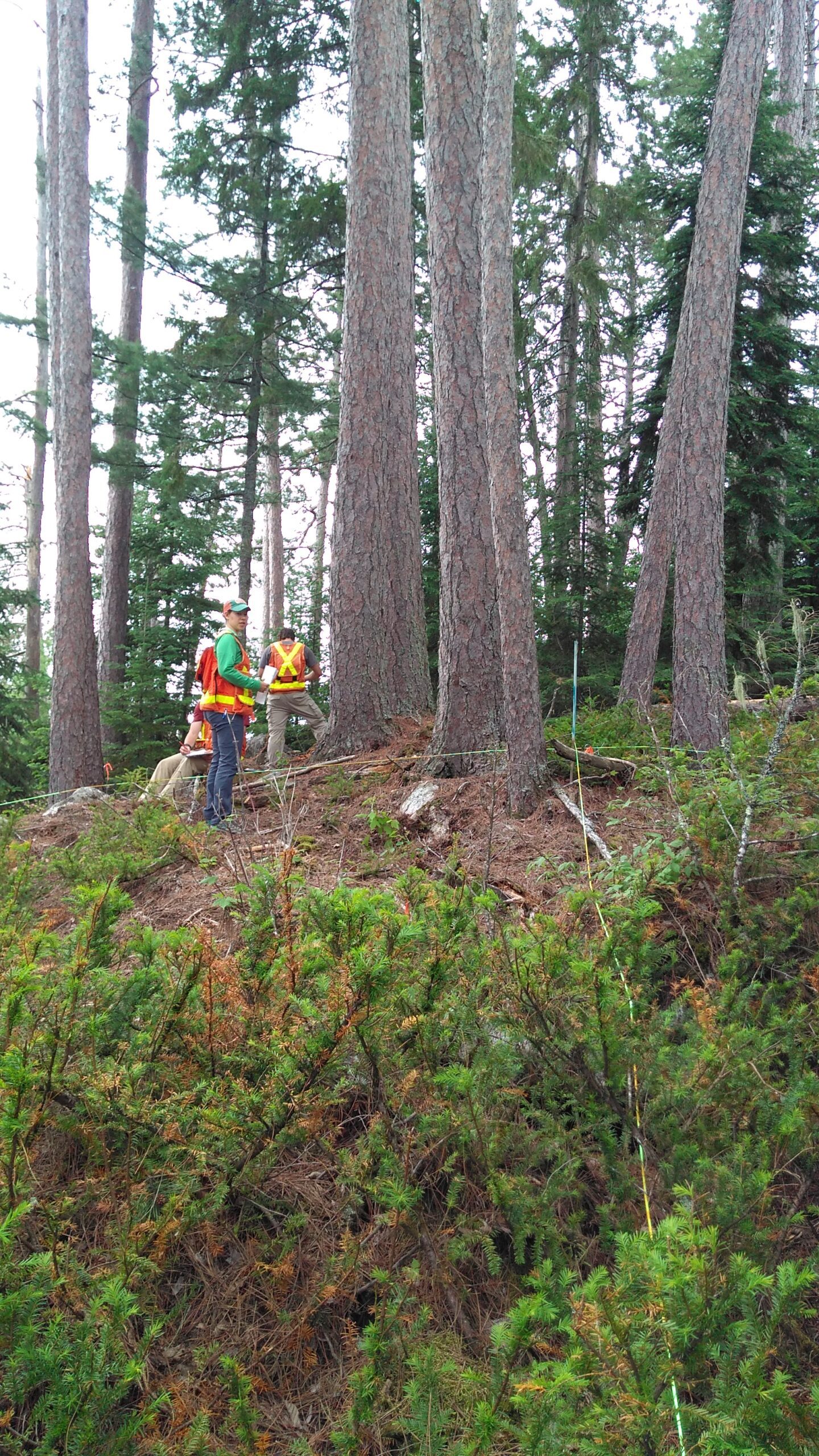 Quetico Foundation Student Summer Research Team familiarizes with vegetation monitoring, with Gerry Racey, before getting further insight into studies of wildfires and planned fire management on a summer-long wilderness canoe excursion. Learn about the work that the Student Summer Research Program does and learn more about the Quetico Foundation here: https://loving-elgamal.162-242-201-56.plesk.page/what-we-do/programs/ Photo credit: Brian Jackson, Quetico Provincial Park Biologist
