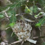 Figure 1. Red-eyed vireo at nest - Prairie Portage, Quetico Provincial Park. Photo credit: D. Riley