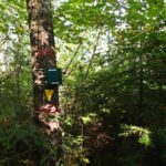 Figure 2. Song meter at a plot in conditions typical of Ecosite B055 (Aspen – Birch Hardwood) – Quetico Provincial Park. Photo credit: Jared Walter Stachiw