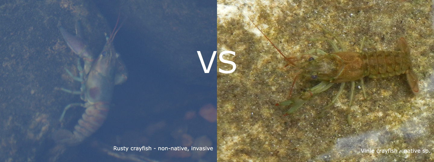 crayfish_rusty_and_virile_Noah_Cole copy