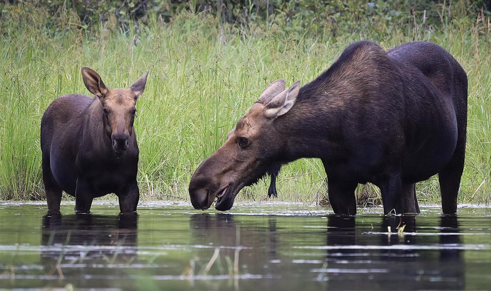 Shan-Walshe-Memorial-Bursary